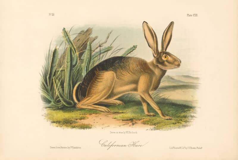 Audubon Bowen Octavo Pl. 112, Californian Hare
