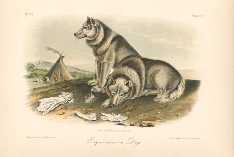 Audubon Bowen Octavo Pl. 113, Esquimaux Dog