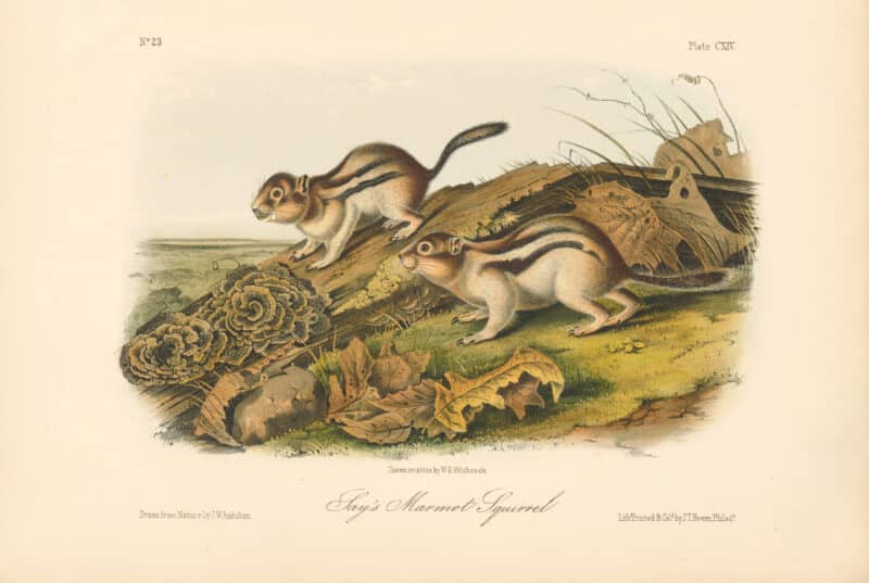 Audubon Bowen Octavo Pl. 114, Say's Marmot Squirrel