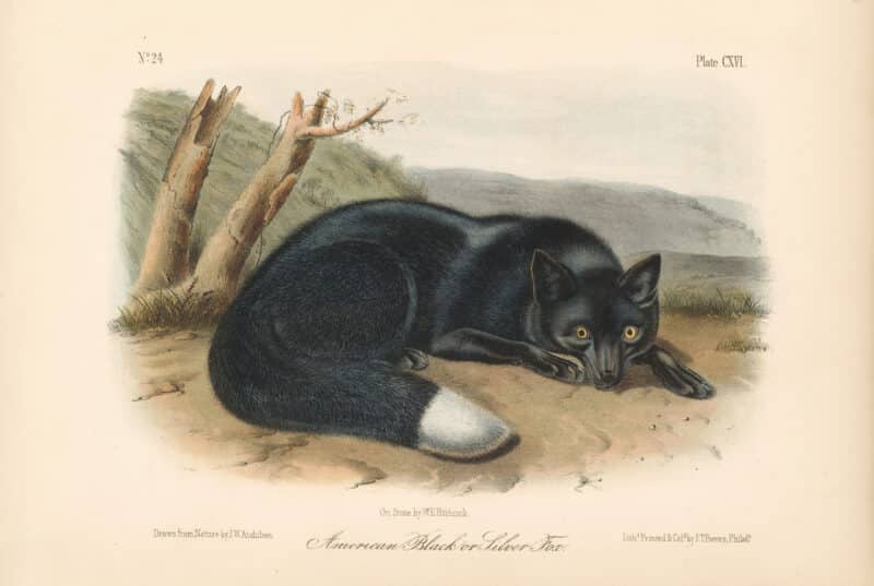 Audubon Bowen Octavo Pl. 116, American Black or Silver Fox