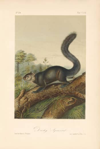 Audubon Bowen Octavo Pl. 117, Dusky Squirrel