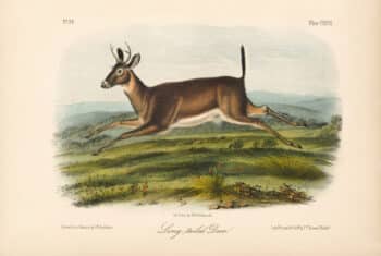 Audubon Bowen Octavo Pl. 118, Long-tailed Deer