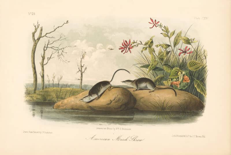 Audubon Bowen Octavo Pl. 125, American Marsh Shrew