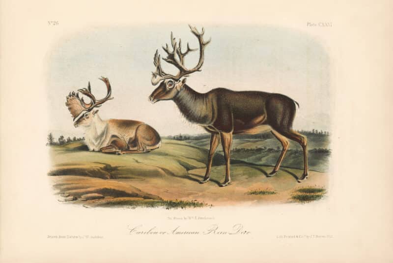 Audubon Bowen Octavo Pl. 126, Caribou or American Rein-Deer