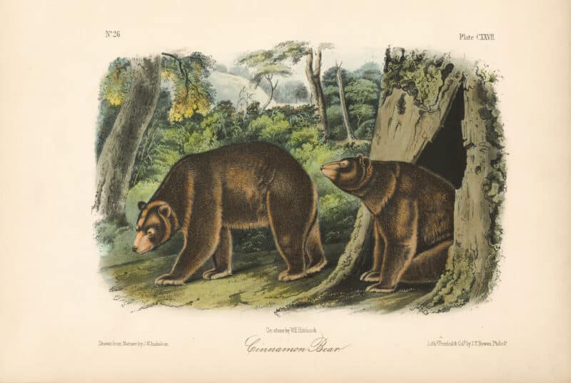 Audubon Bowen Octavo Pl. 127, Cinnamon Bear