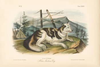 Audubon Bowen Octavo Pl. 132, Hare - Indian Dog