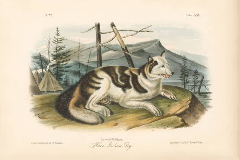 Audubon Bowen Octavo Pl. 132, Hare - Indian Dog