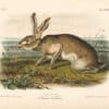 Audubon Bowen Octavo Pl. 133, Texian Hare