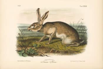 Audubon Bowen Octavo Pl. 133, Texian Hare