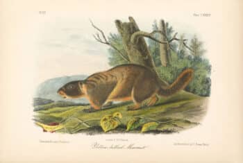 Audubon Bowen Octavo Pl. 134, Yellow-bellied Marmot