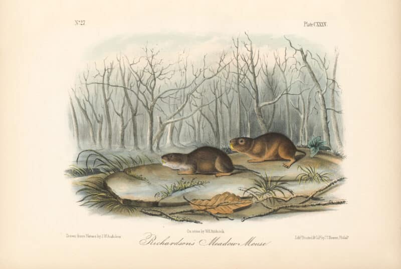 Audubon Bowen Octavo Pl. 135, Richardson's Meadow Mouse