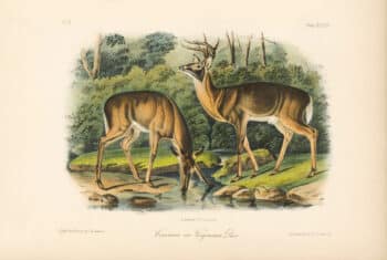 Audubon Bowen Octavo Pl. 136, Common or Virginian Deer
