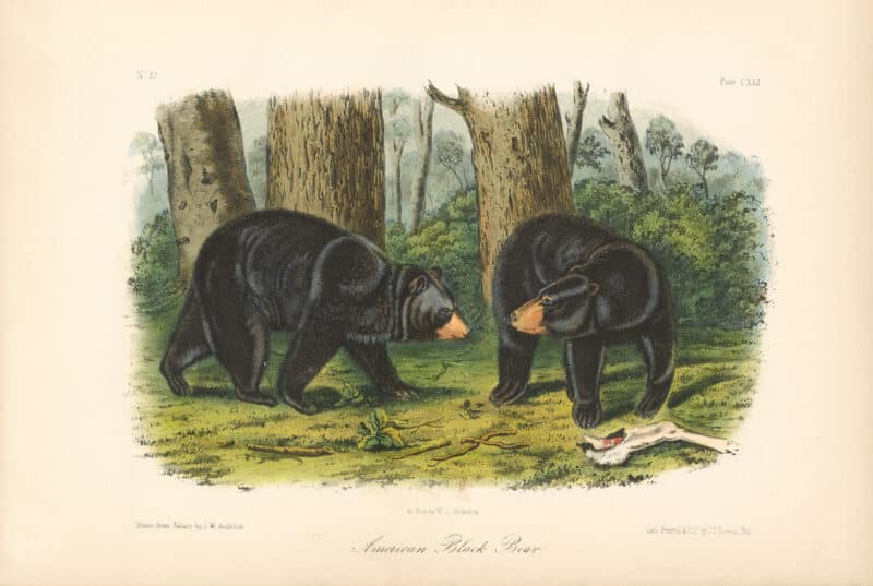 Audubon Bowen Octavo Pl. 141, American Black Bear