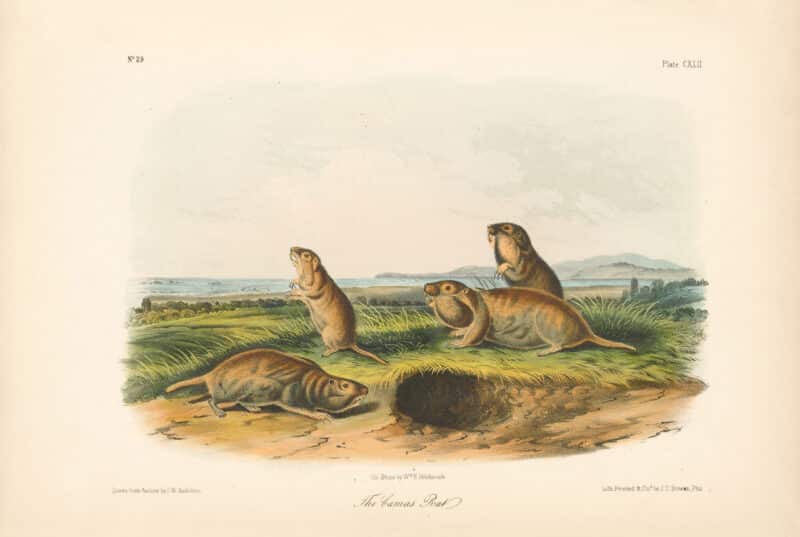 Audubon Bowen Octavo Pl. 142, The Camas Rat