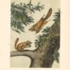 Audubon Bowen Octavo Pl. 143, Severn River Flying Squirrel - Rocky Mountain Flying Squirrel