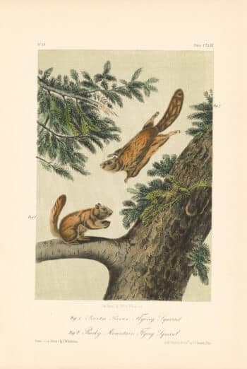 Audubon Bowen Octavo Pl. 143, Severn River Flying Squirrel - Rocky Mountain Flying Squirrel