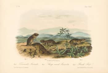Audubon Bowen Octavo Pl. 144, Townsend's Arvicola - Sharp-nosed Arvicola - Bank Rat