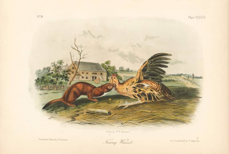 Audubon Bowen Octavo Pl. 148, Tawny Weasel