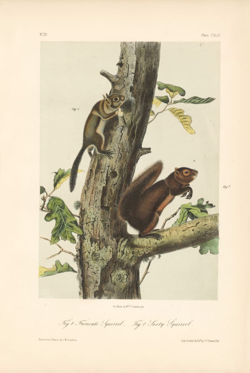 Audubon Bowen Octavo Pl. 149, Fremont's Squirrel - Sooty Squirrel