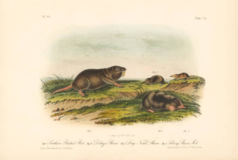 Audubon Bowen Octavo Pl. 150, Southern Pouched Rat - Dekay's Shrew - Long-Nosed Shrew - Silvery Shrew Mole