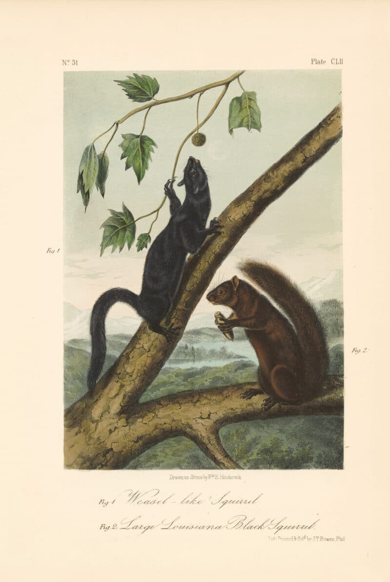 Audubon Bowen Octavo Pl. 152, Weasel-like Squirrel; Large Louisana Black Squirrel