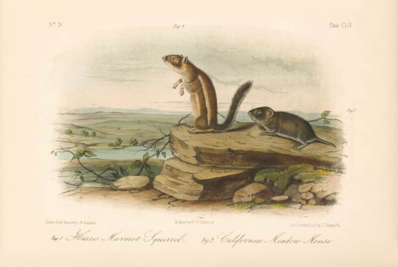 Audubon Bowen Octavo Pl. 154, Harris' Marmot-Squirrel - California Meadow - Mouse