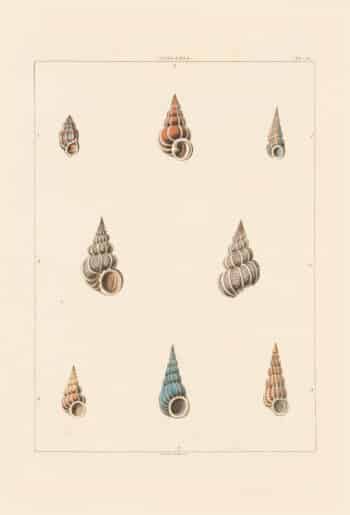 Perry Pl. 28, Scalaria