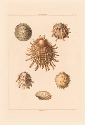 Conchology, or the Natural History of Shells – Oppenheimer Editions