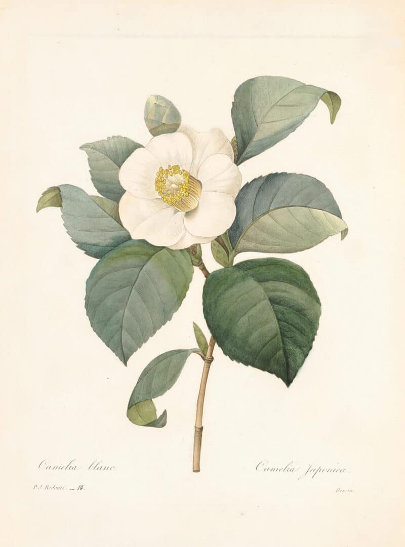 Redouté Choix Pl. 14, Camellia Japonic; white