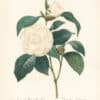 Redouté Choix Pl. 15, Camellia Japonica 'Alba Plena'; white