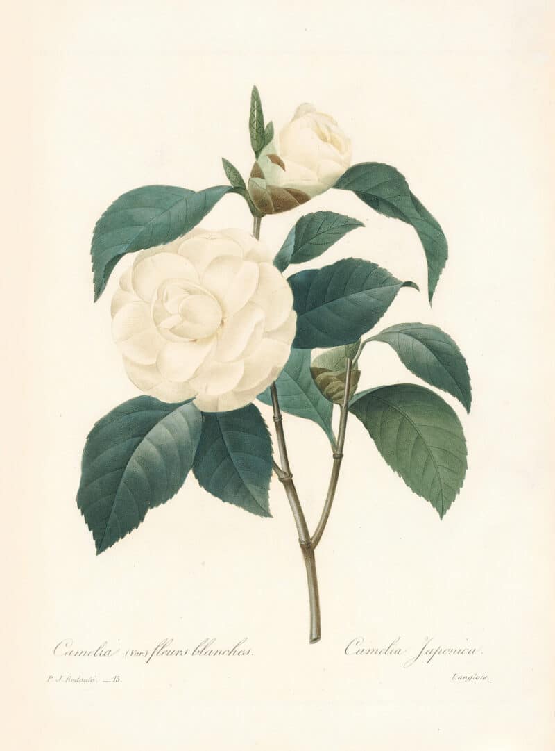 Redouté Choix Pl. 15, Camellia Japonica 'Alba Plena'; white