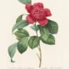 Redouté Choix, Pl. 17 Anemone-Flowered Camellia; red