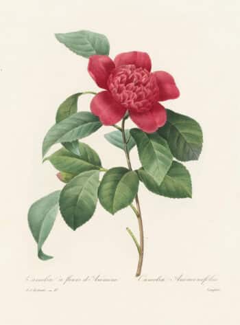 Redouté Choix, Pl. 17 Anemone-Flowered Camellia; red