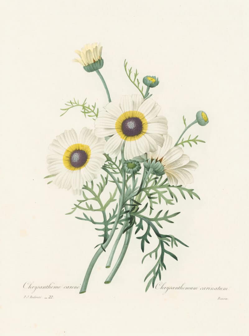 Redouté Choix, Pl. 22 Chrysanthemum