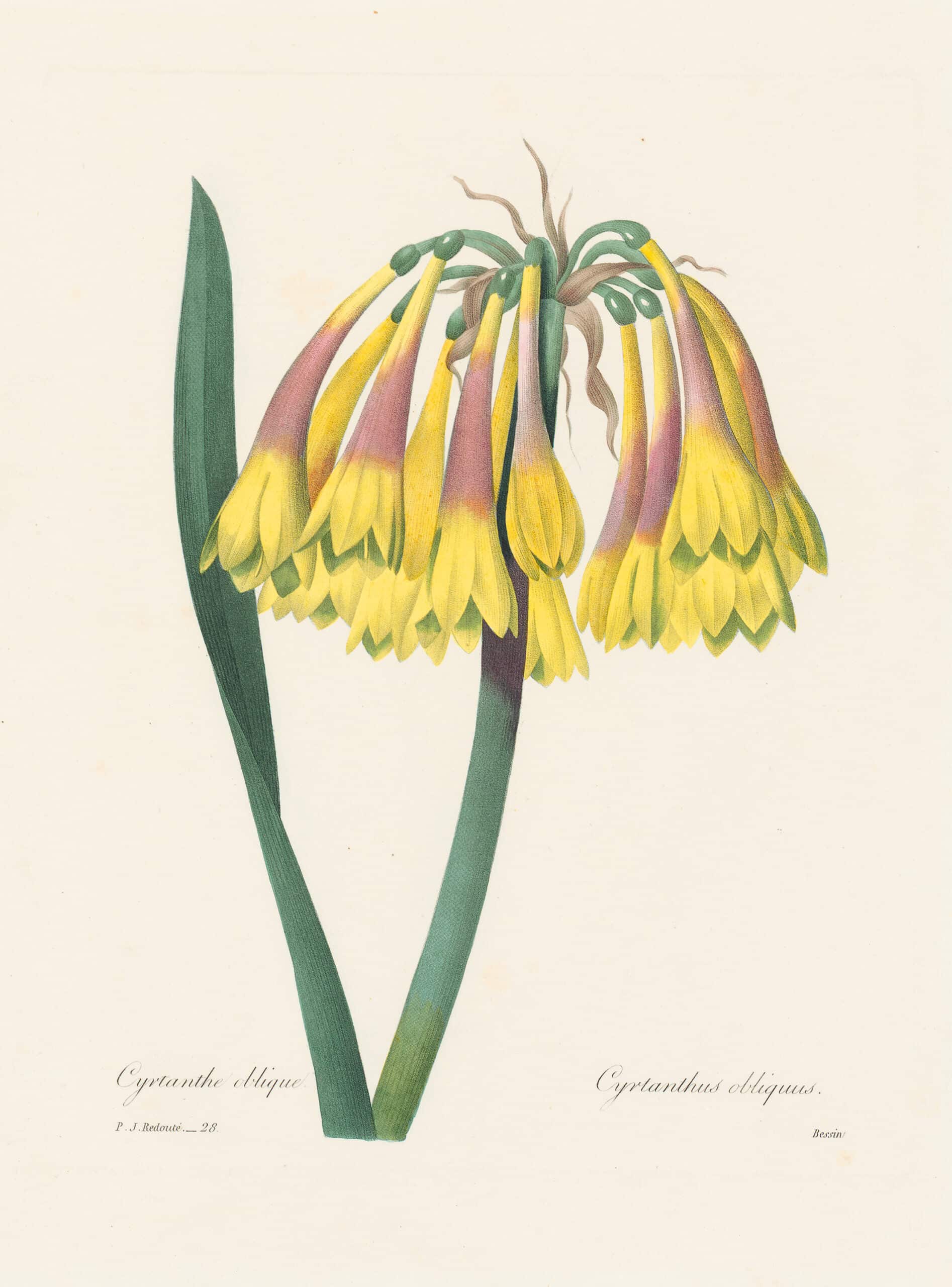 Choix des plus belles Fleurs - Oppenheimer Editions | Botanical Art ...