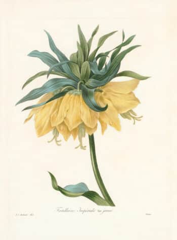 Redouté Choix Pl. 42, Crown Imperial Fritillary; Yellow