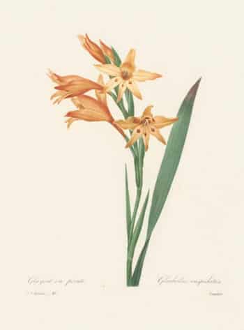 Redouté Choix, Pl. 48 Gladiolus