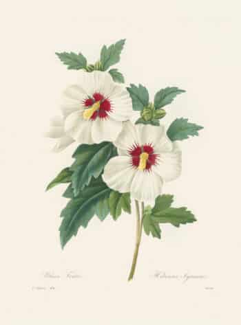 Redouté Choix, Pl. 54 Hibiscus; white with red