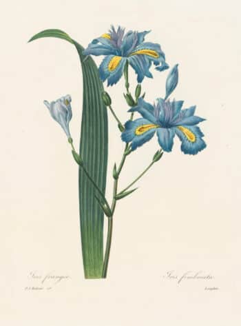 Redouté Choix, Pl. 58 Iris Japonica
