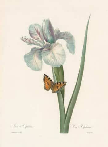 Redouté Choix Pl. 60, Spanish Iris