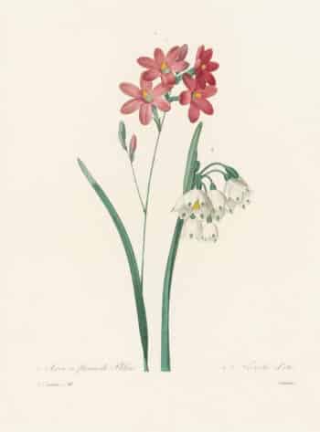 Redouté Choix, Pl. 61 Phlox-flowered Ixia and Summer Snowflake Lily