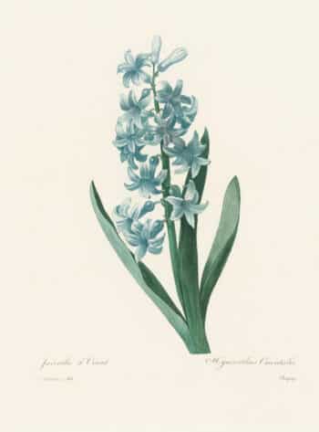 Redouté Choix, Pl. 65 Common Hyacinth; blue
