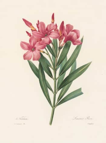 Redouté Choix, Pl. 71 Common Oleander