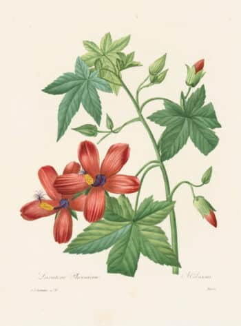 Redouté Choix, Pl. 72 Hibiscus-like Tree-mallow