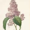 Redouté Choix Pl. 73, Common Lilac
