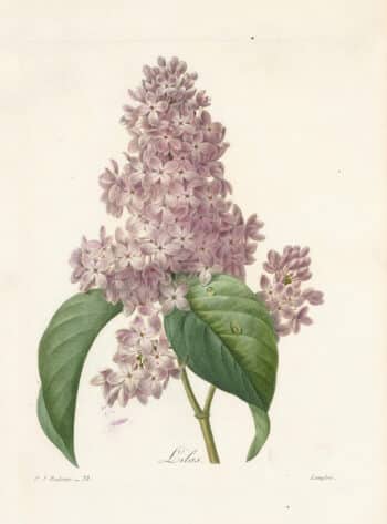 Redouté Choix Pl. 73, Common Lilac