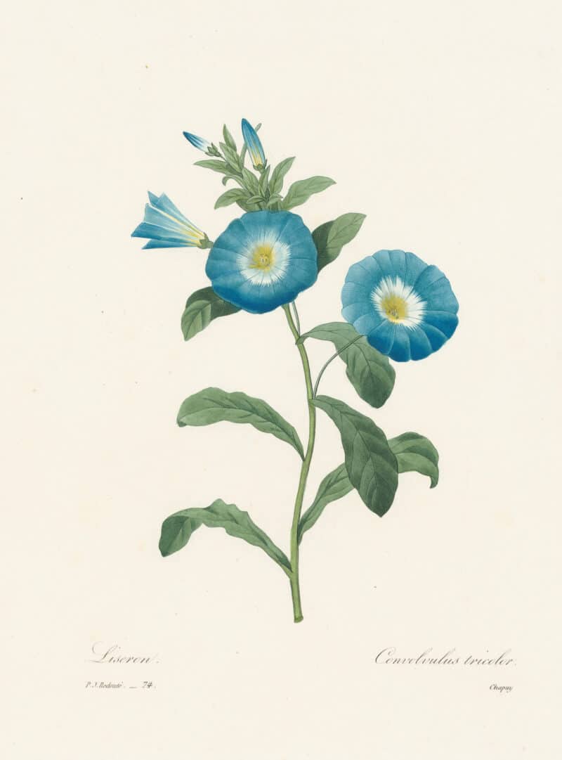 Redouté Choix, Pl. 74 Convolvulus Tricolor; blue