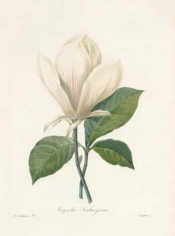 Redouté Choix Pl. 77, Magnolia