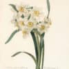 Redouté Choix Pl. 84, Narcissus; white and yellow