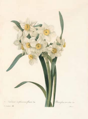Redouté Choix Pl. 84, Narcissus; white and yellow